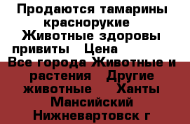 Продаются тамарины краснорукие . Животные здоровы привиты › Цена ­ 85 000 - Все города Животные и растения » Другие животные   . Ханты-Мансийский,Нижневартовск г.